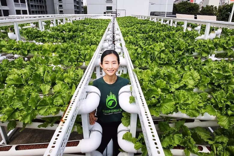 Citiponics, an urban farm located in Singapore - 2019